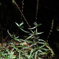 Achyranthes diandra Roxb.